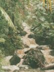 140 Stream at El Yunque.JPG (59 KB)